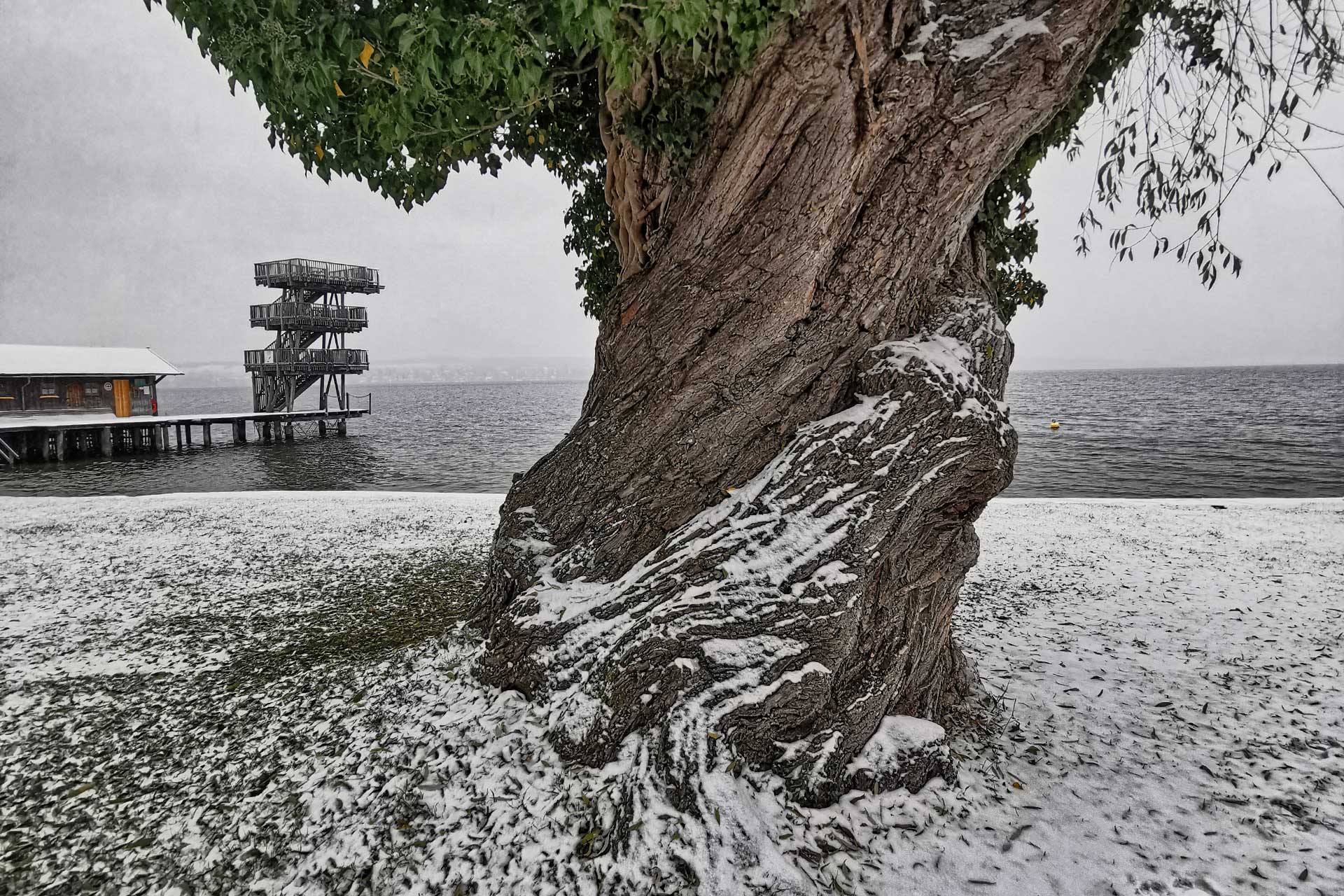 Baum im Strandbad Utting mit Schnee